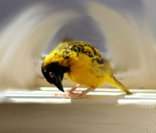 Jellyangel.jpg1.jpgc