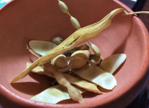 Tough seedpods protect small seeds. 