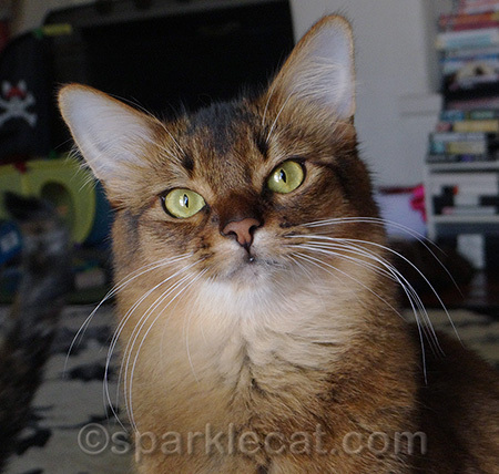 Can you see Binga's tail in the background?