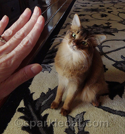 Secret - that's how my human gets most of my head-tilt photos