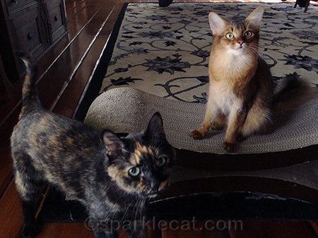 And sometimes she can be a big PITA... but Sparkle already mentioned that.