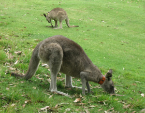 A grey kangaroo and her joey