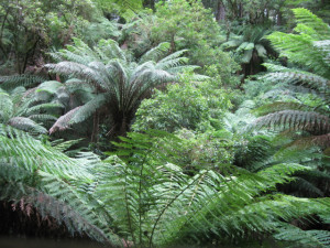 Rainforest near Cape Otway