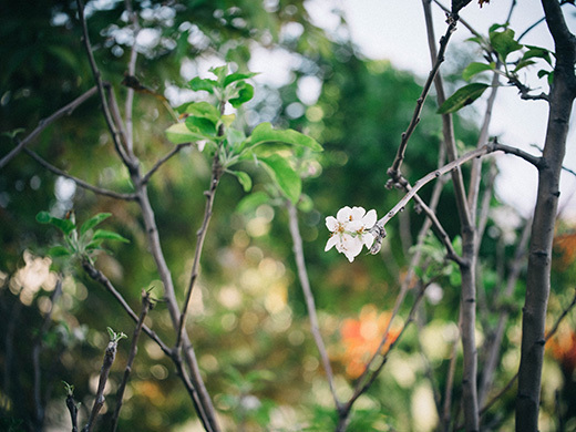 First apple blossoms of spring