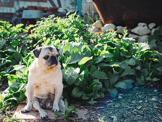 Bebe in a field of borage