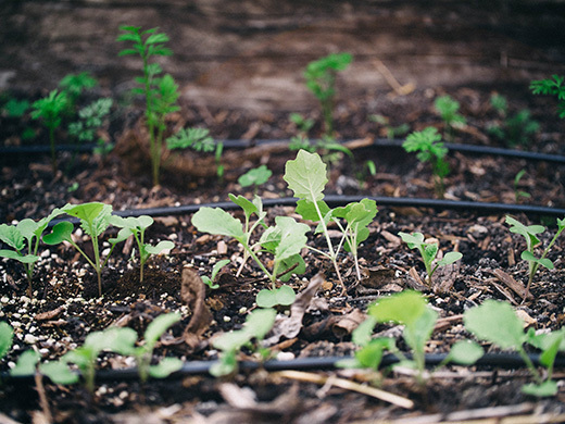 Rutabaga seedlings