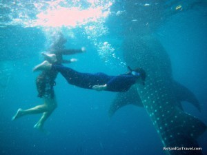 Whale Shark George Lisa