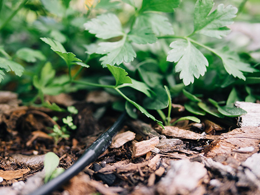 Drip irrigation: assembling and installing your system