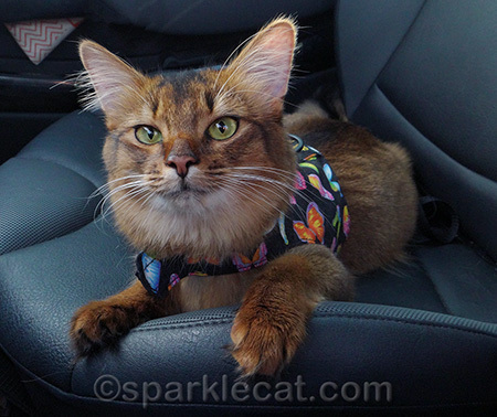 I'm still trying to train my human to let me ride shotgun