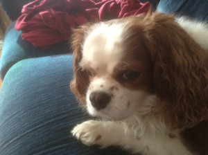CavalierFace