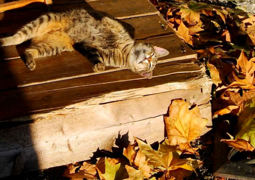 Le chat or cat and les feuilles or leaves. photo (c) Kristin Espinasse