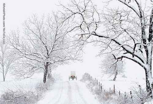 Amish-Buggy-in-Snow