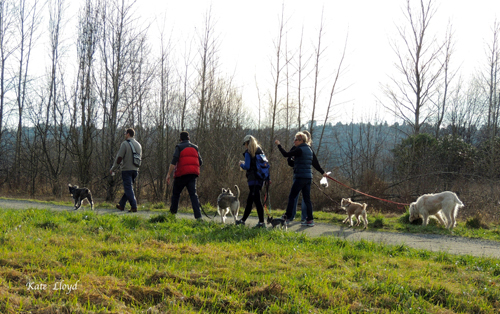Dog-Walkers