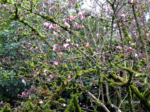 Cherry-Blossoms