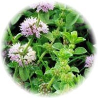 herbs_pennyroyal