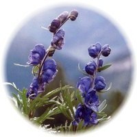 herbs_aconite