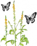 Agrimony, Flower Herb