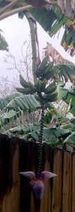 a banana plant