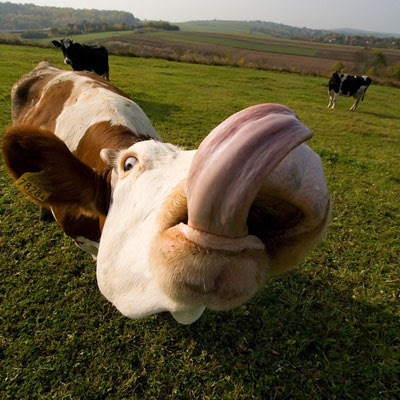 cow lick