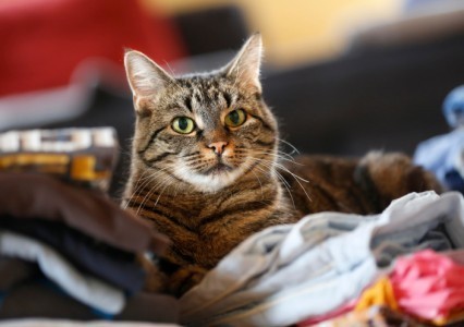 tabby-cat
