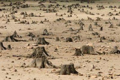 deforestation-tree-removal