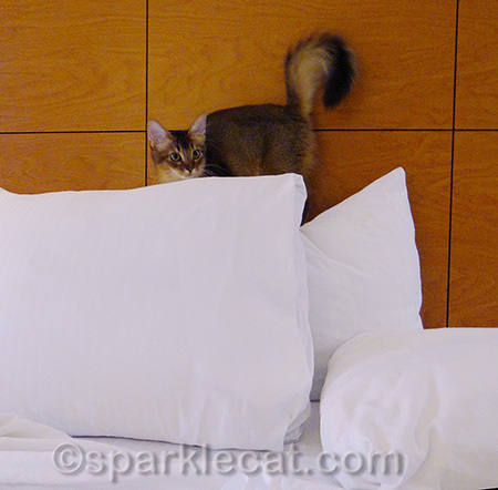 I'm queen of the pillow pile!
