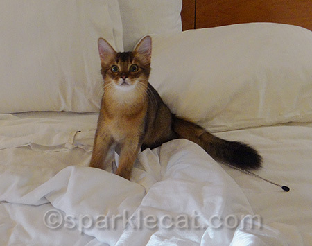 If you look really close, you'll see I'm sitting on one of my toys.