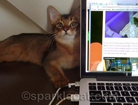 Helping my human read the Tails From the Foster Kittens blog