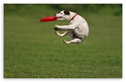 A model financial regulator