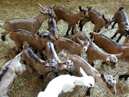 Baby Goats Elizabeth MInchilli