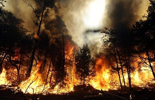 burn-it-down-forrest-fire