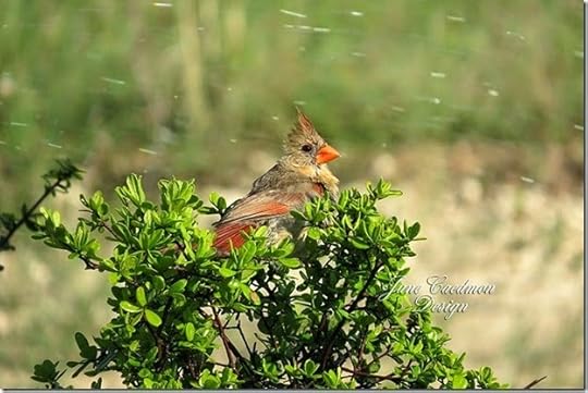 Cardinal_Bathing1