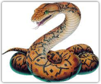 images-snake
