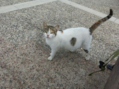 Manaki - pregnant again.