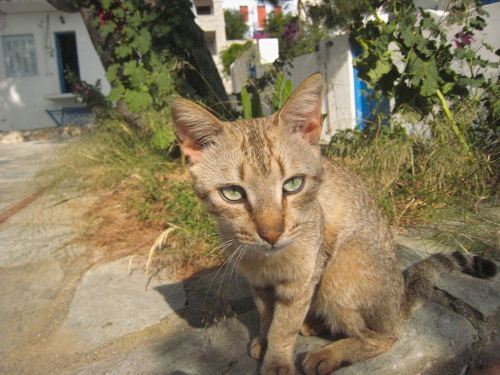 Meow Meow, ever the gentleman