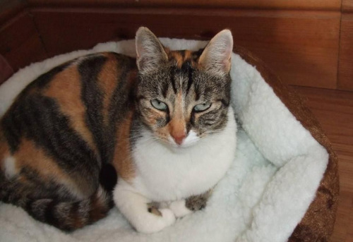 Happy Koukla, home at last.