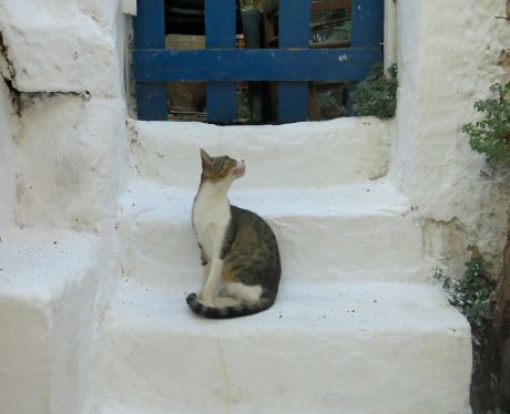 Athenian cat