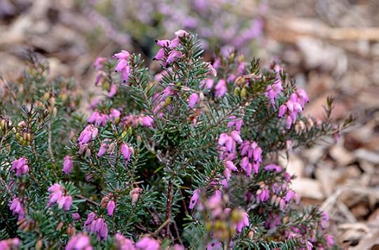 winter-heath