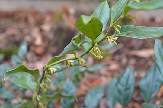 fragrant-sarcococa
