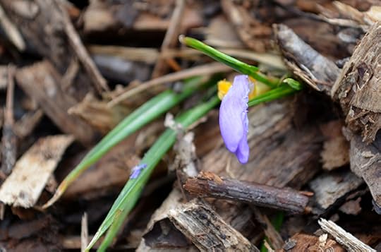 winter-crocus