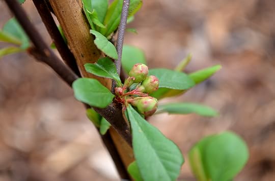 flowering-quince-buds