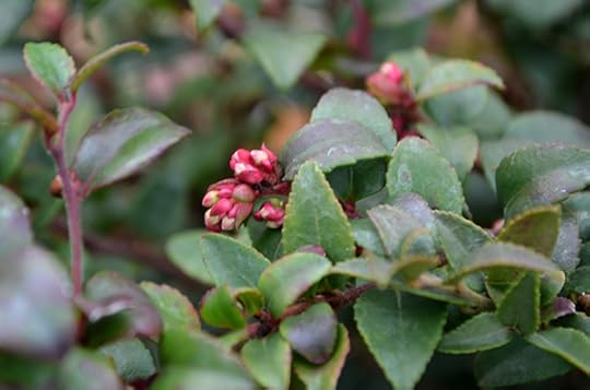 evergreen-huckleberry-buds