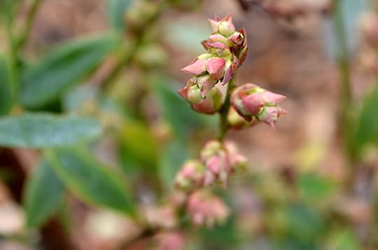 blueberry-buds