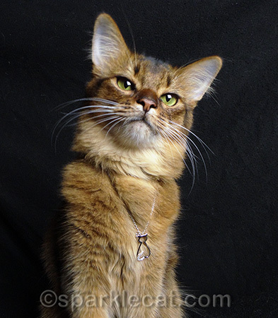 My human can't do this necklace justice