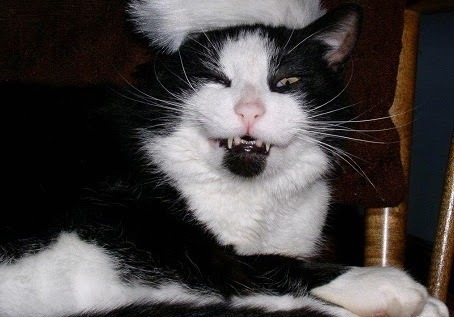 S. R. Karfelt, The Glitter Globe, Writer, Cat, Norman Bates