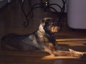 Maria Elena's Dog
