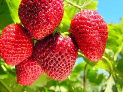 strawberries