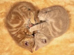 Kittens