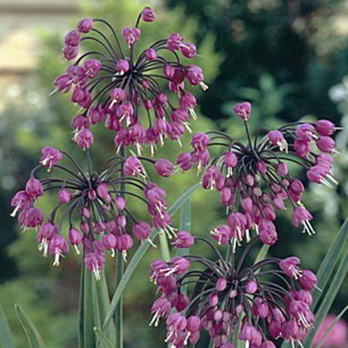 Allium-cernuum-2-DE