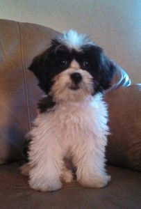 Ewok2
